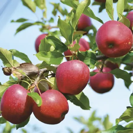 SARL Les vergers de la Grigonnais SARL Les vergers de la Grigonnais